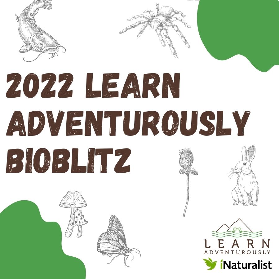 Learn Adventurously Global iNaturalist Bioblitz 2022