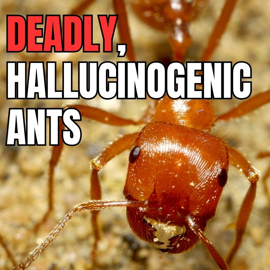 text reads Deadly hallucinogenic ants over a photo of an ant