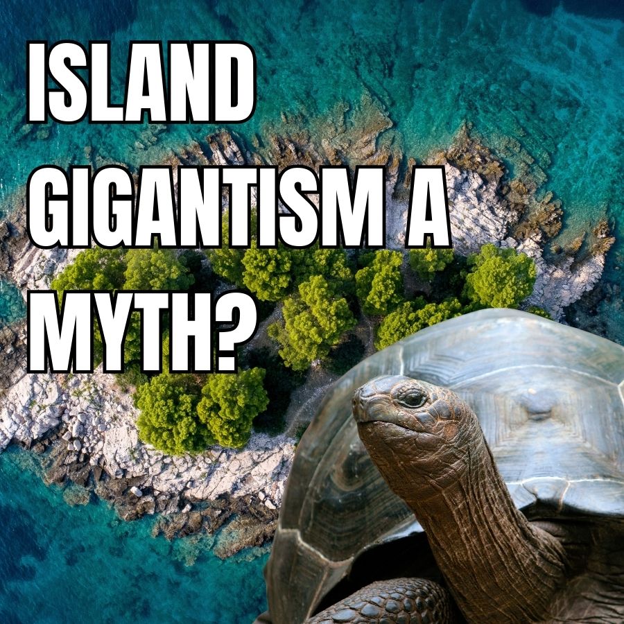 text reads Island Gigantism a Myth with a picture of a galapagos tortoise