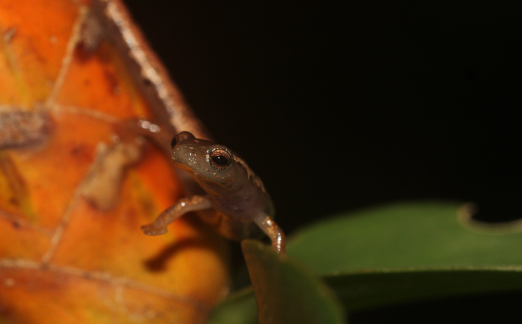 How Bolitoglossa Salamanders got their Feet